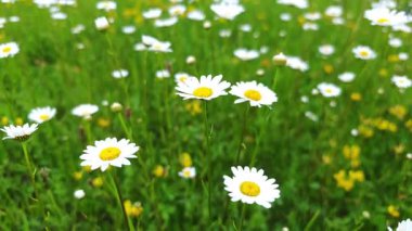 Narin beyaz papatyalar, yemyeşil çimenlerin arasında yavaşça sallanırlar. Parlak güneş ışığı altında yeşil çayır manzarasının doğal güzelliklerini ortaya çıkarırlar.