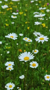 Sarı merkezli beyaz papatyalar canlı yeşil bir çayırda çiçek açarak pitoresk bir doğal manzara yaratırlar.