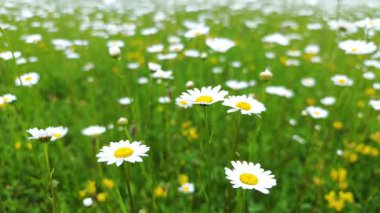 Güneşli bir günde yeşil bir çayırda sallanan beyaz papatyalar huzurlu ve huzurlu bir manzara yaratıyor.