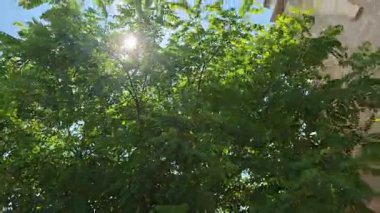 Güneş ışığı yemyeşil yaprakların arasından süzülüp parlak mavi gökyüzüne karşı tarihi bir kilise kulesini aydınlatıyor.
