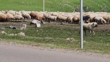 Yol kenarında otlayan büyük bir koyun sürüsünü koruyan ve devriye gezen iki çoban köpeği.