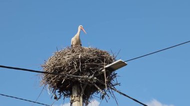 Beyaz leylek ahşap direğin tepesine tünemiş, dönen baş dikkatlice inşa edilmiş bir yuvada dinlenirken berrak mavi gökyüzü arka planına karşı doğal yaşam davranışlarını sergiliyor.