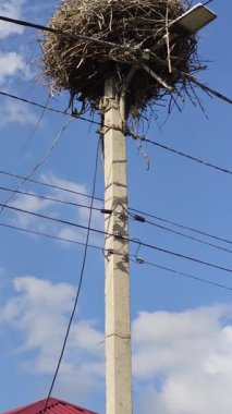 Beyaz leylek yuvasına iniyor elektrik direğinin tepesine, sokak lambası ve mavi gökyüzünün altına.