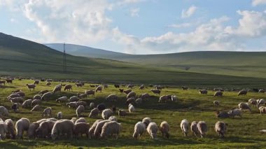 Geniş yeşil bir çayırda huzurlu bir şekilde otlayan büyük bir koyun sürüsü, sakin mavi gökyüzünün altında, pitoresk bir pastoral manzara yaratır.