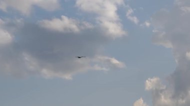 Görkemli martı zarif bir şekilde bulutlu gökyüzünde süzülüyor büyüleyici bir montaj yaratıyor.