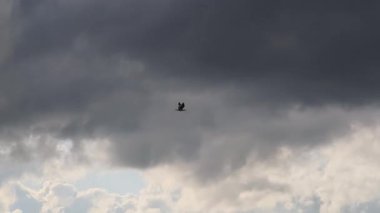 Martı çeşitli bulutlu gökyüzü koşullarında süzülerek büyüleyici bir atmosferik montaj yaratıyor.