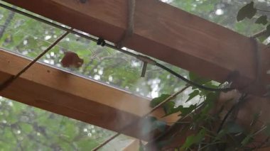 Su buharı ahşap kirişlere bağlı hortumlardan yayılır ve veranda alanını soğutur.