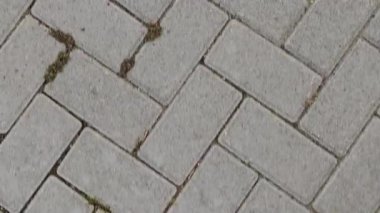 Gri kaldırım taşları yüzeyde büyüyen küçük otlar blokların arasında.