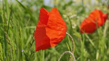Kırmızı gelincik yeşil bir tarlada rüzgarda hareket ediyor.