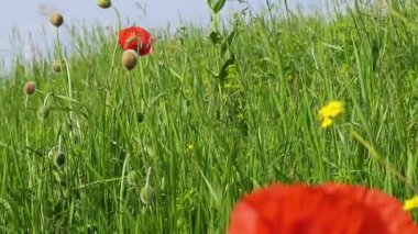 Kırmızı gelincikler ve sarı çiçekler mavi gökyüzünün altındaki yeşil bir tarlada rüzgarda yavaşça sallanıyorlar.