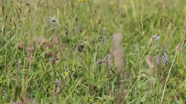 Didgori muharebesinin anısına Georgia 'da yeşil bir tepede anılan bir anıt kompleksi.