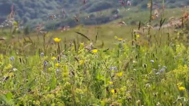 Renkli kır çiçekleri ve çimenler güneşli bir yaz günü tarlada usulca hareket ediyor.