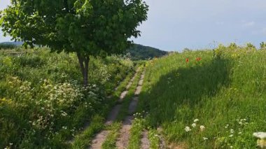 Yeşil ağaç kır çiçeklerinin arasında bir patikanın yanında duruyor.