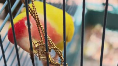 Sarı ve kırmızı pembe yüzlü aşk kuşu kafesinde altın bir kolyeyle oynuyor.