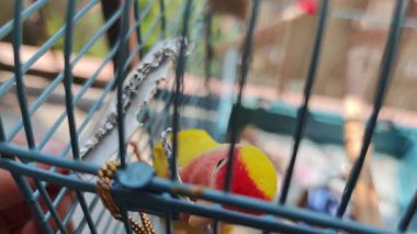 Renkli aşk kuşu kafesinin içinde oynar ve bir karton parçası kemirir.