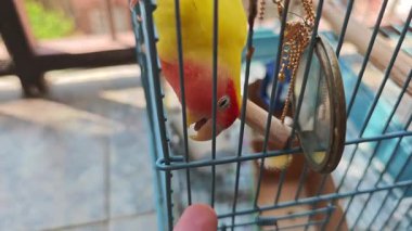 Aşk kuşu parmaklıklar arasında parmaklarla etkileşime girer.