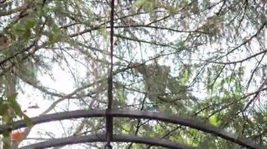 Güneş ışığı yaprakların arasından süzülüyor ve bahçe ışıklarını destekleyen metal bir kemer yolu.