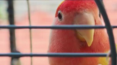 Gül yüzlü muhabbet kuşu kafesin içinde hareket ediyor ve parmaklıklardan bakıyor.