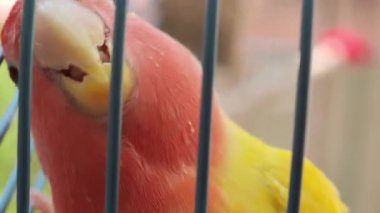 Gül yüzlü muhabbet kuşu hareket ediyor ve kafeste oynuyor.