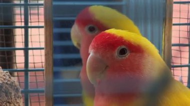 Muhabbet kuşları kafesin içindeki aynada yansımalarına bakıyorlar.