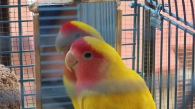 Sarı gül yüzlü muhabbet kuşu bir kafesin içinde aynaya bakıyor.