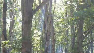 Güneş ışınları sık bir ormanı aydınlatarak büyüleyici bir ışık ve gölge oyunu yaratır.