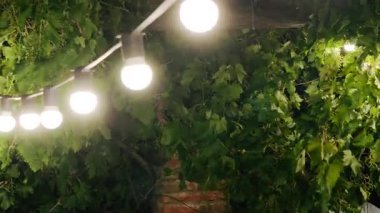 Kablodan sarkan ampuller karanlıkta yeşil yaprakları aydınlatır.