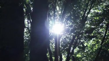Parlak güneş ışığı, sakin bir ormandaki yoğun yaprakların arasından süzülür.