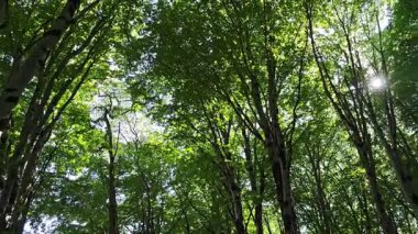 Güneş ışığı, sık ormandaki uzun ağaçların yapraklarından süzülür.