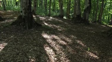 Güneş ışığı, sık bir ormandaki uzun ağaçların yaprakları ve dalları arasında parlar.