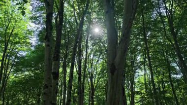 Güneş ışığı, sık bir ormandaki uzun ağaçların yapraklarının arasından süzülür ve benekli bir ışık ve gölge deseni yaratır.
