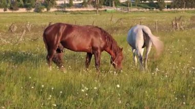 Kahverengi ve beyaz atların birlikte otladığı huzurlu çayır sahnesi, yemyeşil manzaranın ortasında pastoral etkileşim sergiliyor.