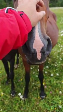 Profesyonel veteriner, güneşli gündüzlerde yemyeşil çayırlarda duran kahverengi atlara sağlık kontrolü yapıyor. Nazik bir hayvan bakımı ve bağlantı gösteriyor.
