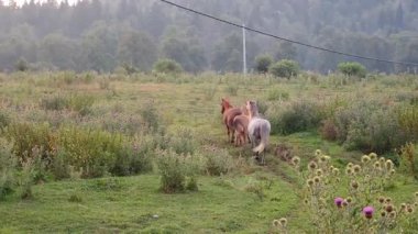 Vahşi atlar yeşil çayırlarda dört nala koşuyor, etrafları renkli kır çiçekleriyle çevrili, bereketli ormanlar parlak yaz gökyüzü altında uzak dağ manzaralarını gölgeliyor.