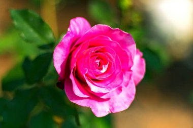 Kuzey Tayland 'da bir bahçede güneş ışığıyla çiçek açan kırmızı gül.