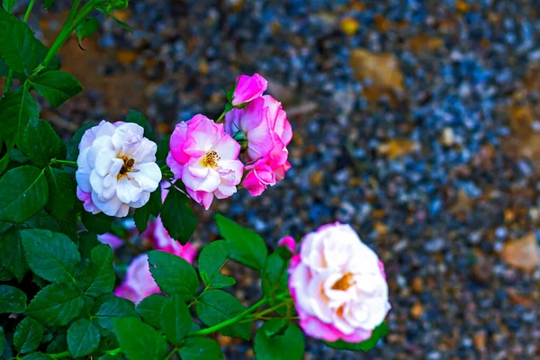 Fleur Rose Rose Fleurissant Belle Avec Lumière Soleil Dans Jardin — Photo
