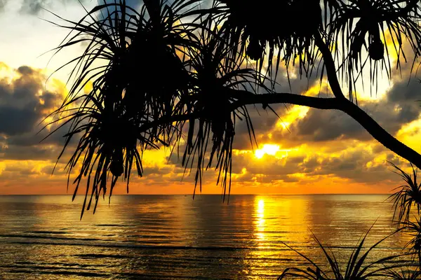 Tailand 'daki Bang Boet Prachuap Khiri Khan Eyaleti' nde ağaç gündoğumu ve silueti seyahat ve dinlenme ile ünlüdür.