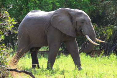 Seçkin Oyun Rezervinde Fil, Tanzanya