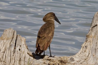 A Hamerkop by the lake at Selous Reserve, tanzania. clipart