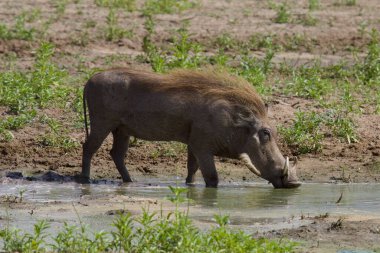 Bir Waterhog, Tanzanya 'da Selous Game Reserve' de içki içiyor..