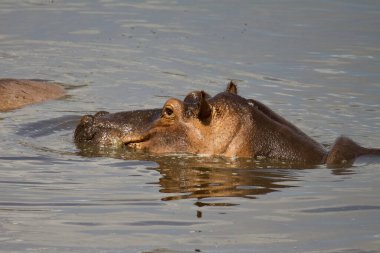 Tanzanya 'daki Selous Game Reserve gölünde dinlenen bir Hippo..