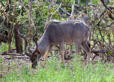 Selous Game rezervi, Tanzanya 'da Büyük bir Kudu Antilobu.