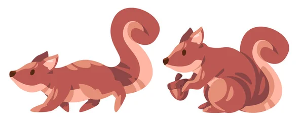 Squirrel Big Tail Holding Food Pose Brown Color Vector Illustration - Stok Vektor