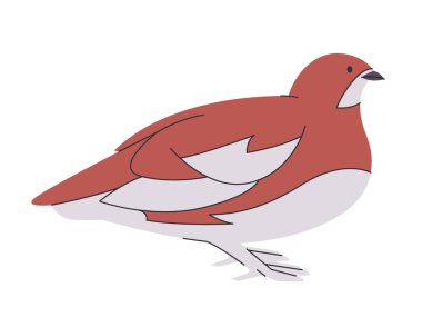 Willow ptarmigan kuş vektörü çizim beyaz kahverengi