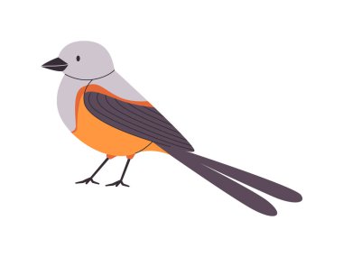 soluk gri baş rengi küçük kuş makasları kuyruklu sinekkapan türleri çatallı kuyrukları oldukça sevimli hayvan doğası güzel vahşi yaşam yaratık vektörü