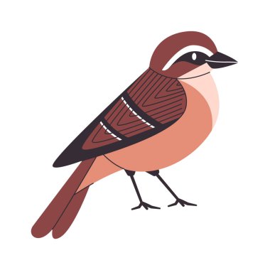 Kahverengi renk küçük kuş California kırlangıç türleri oldukça sevimli hayvan güzel vahşi yaşam yaratık vektörü