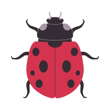 kırmızı ve siyah renk yedi benekli uğur böceği vahşi doğa küçük böcek hepçil hayvan vektörü