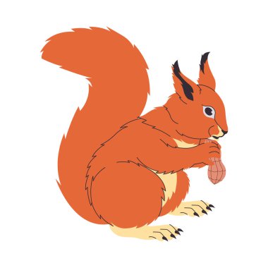 Kırmızı sincap kemirgen şirin kürklü küçük hayvan ceviz doğası hayvan vektörünü tutuyor ve yiyor.