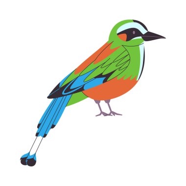 colorful small bird turquoise browed motmot species with long tail pretty cute nature animal wildlife creature vector clipart
