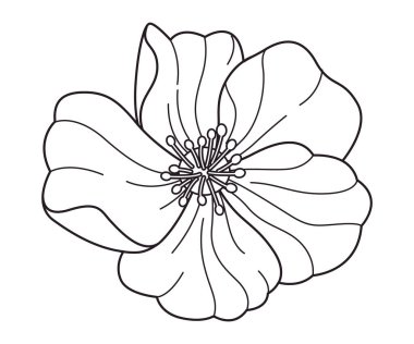 Frangipani çiçeği, botanik tropikal Bali çiçekli Plumeria dekoratif bitki doğal koku Endonezya botanik tasarım vektörü